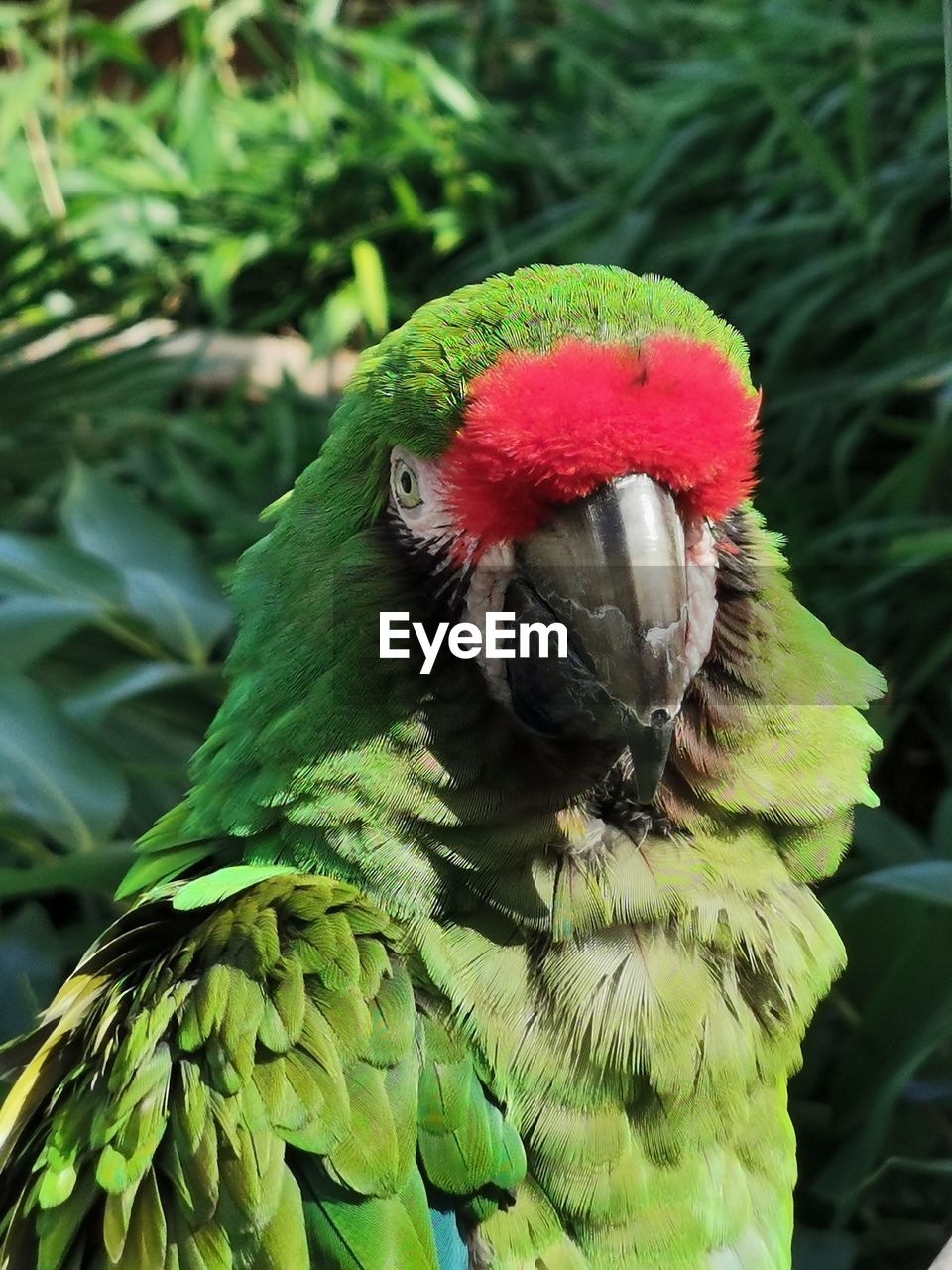 CLOSE-UP OF PARROT ON A LEAF