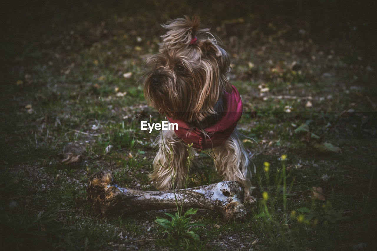 Close-up of dog standing on grassy field