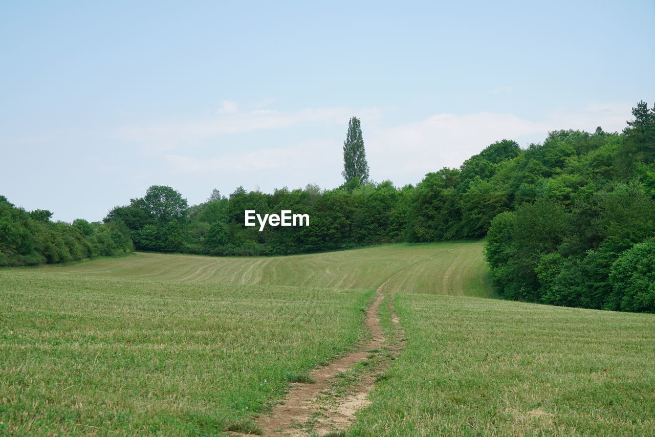 Scenic view of trees on field against sky