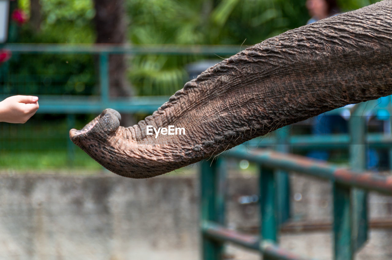 Close-up of hand holding elephant