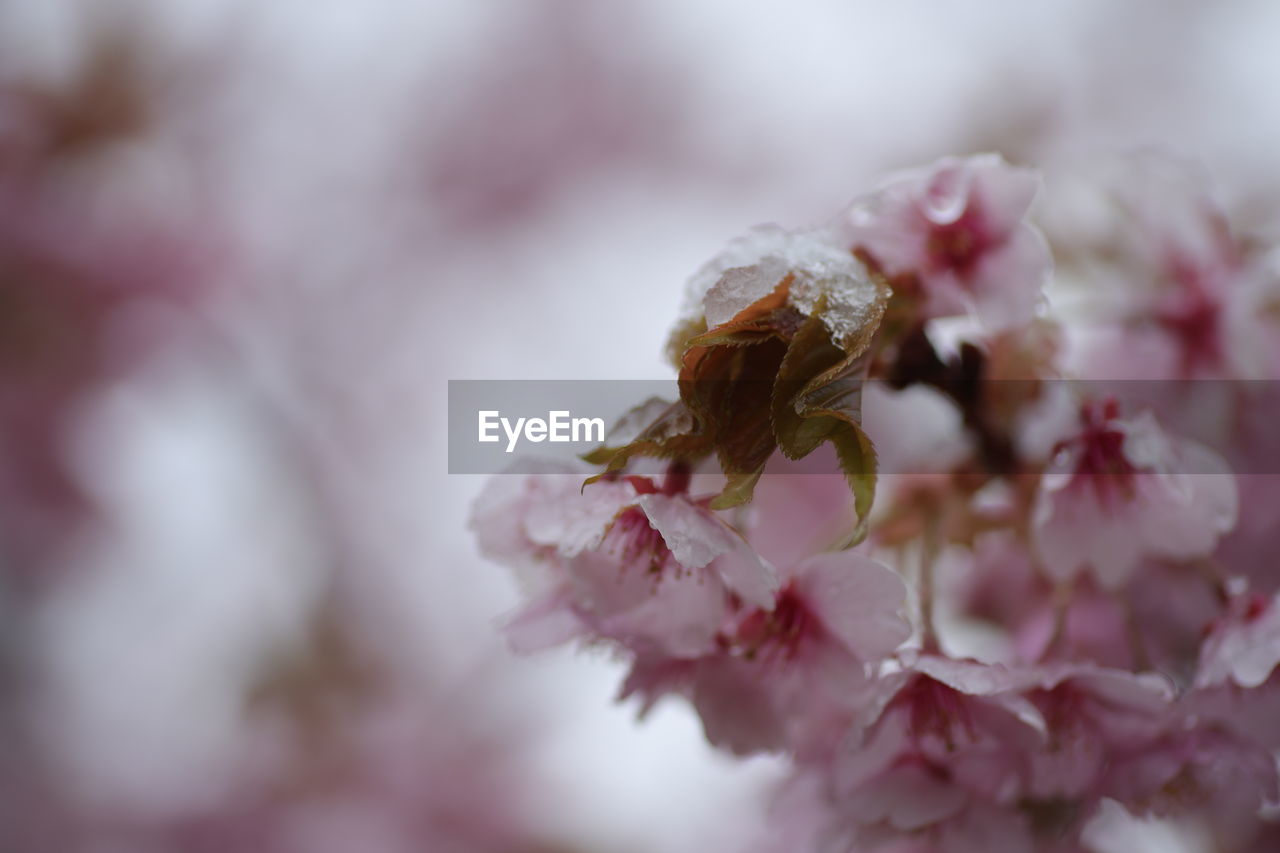 CLOSE-UP OF CHERRY BLOSSOMS