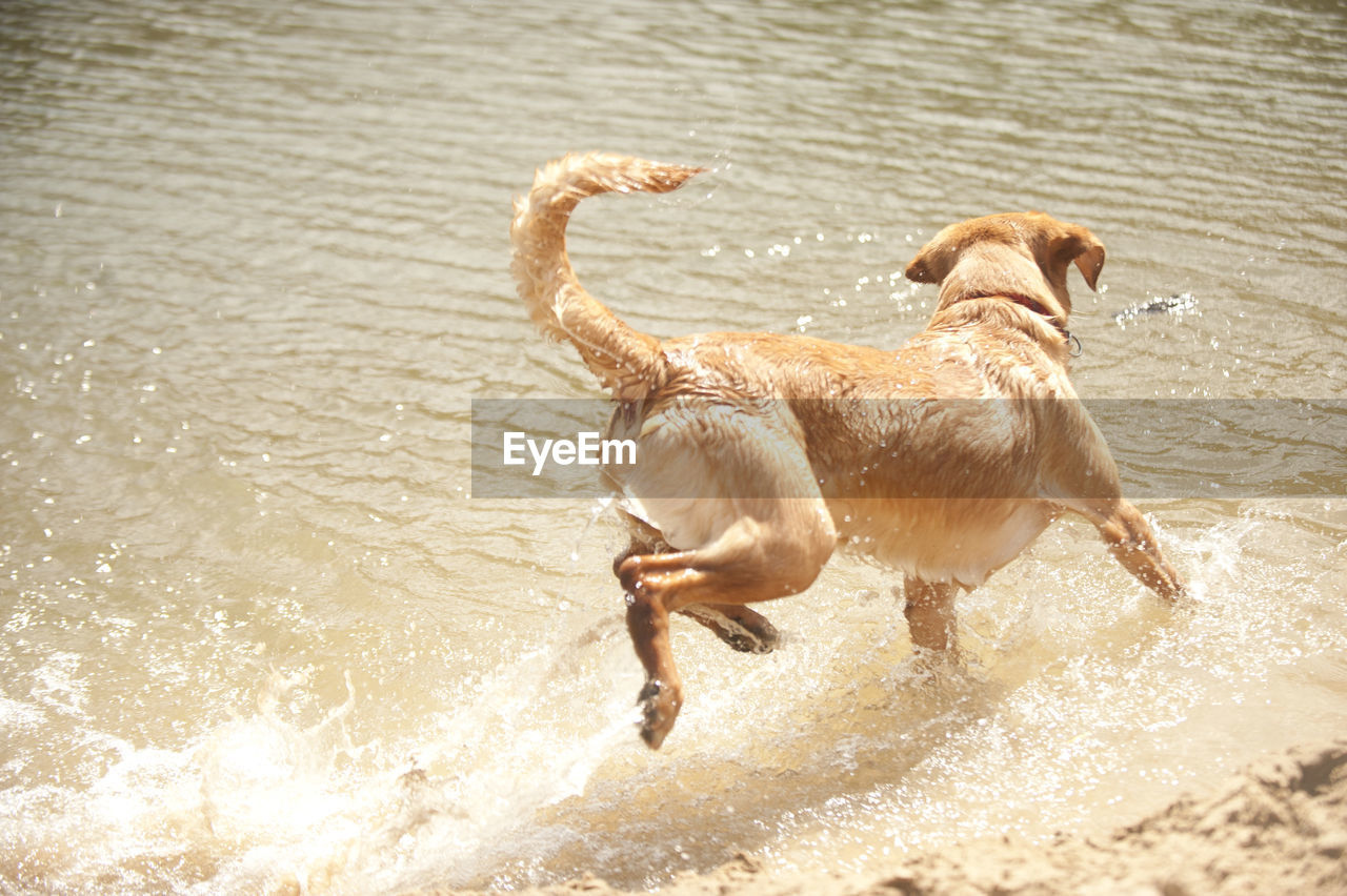 animal themes, animal, pet, canine, dog, domestic animals, mammal, water, one animal, beach, motion, nature, retriever, running, sunlight, golden retriever, day, land, no people, wet, splashing, swimming, outdoors, sand, labrador retriever