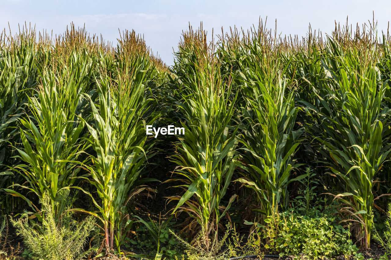 PLANTS GROWING ON FIELD