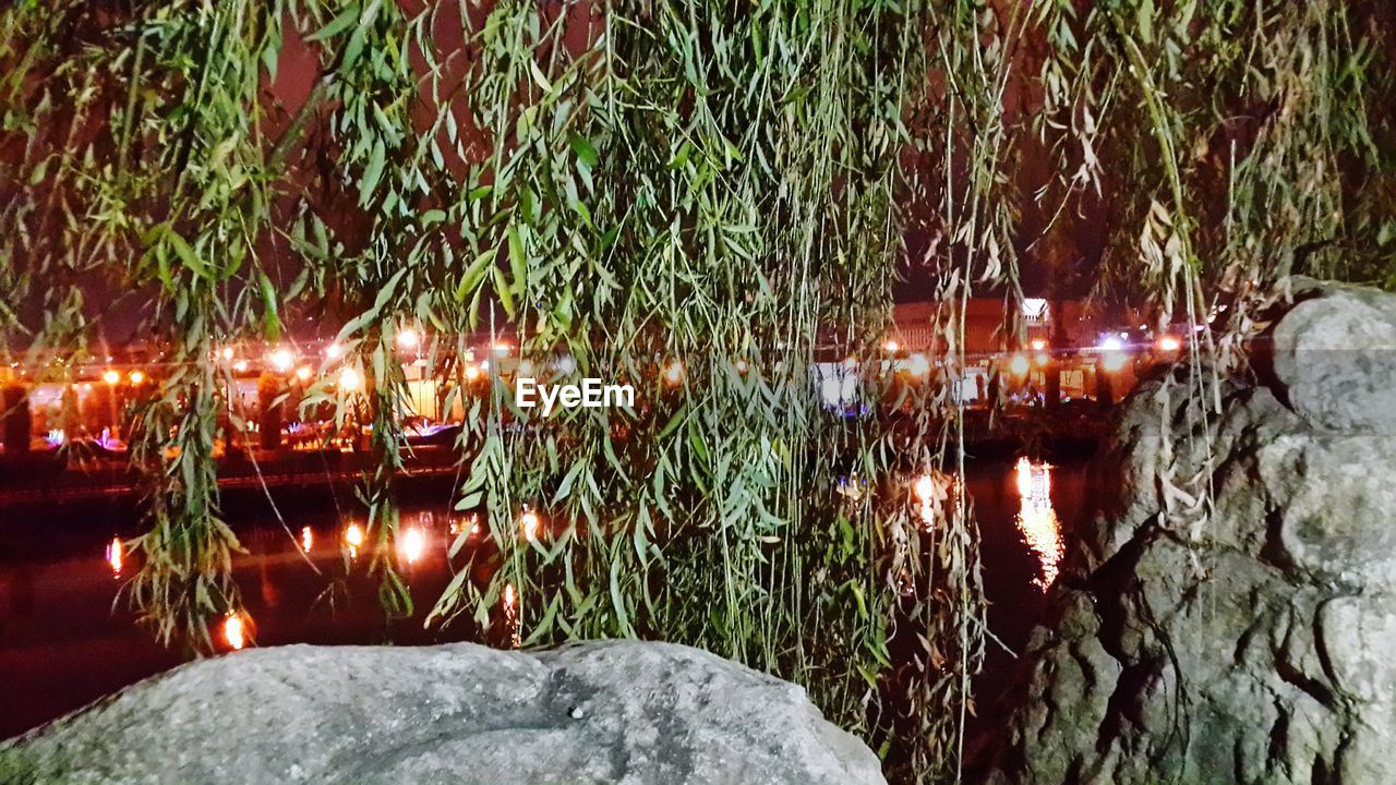 ILLUMINATED PLANTS BY ROCKS AT LAKE DURING NIGHT