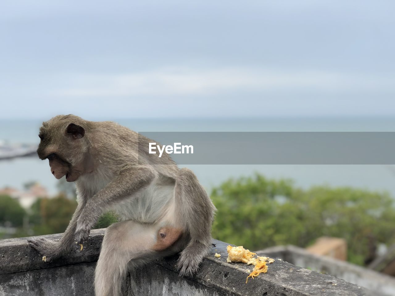 MONKEY SITTING ON WALL