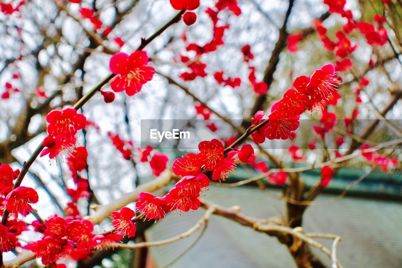 CLOSE-UP OF RED FLOWERS ON BRANCH