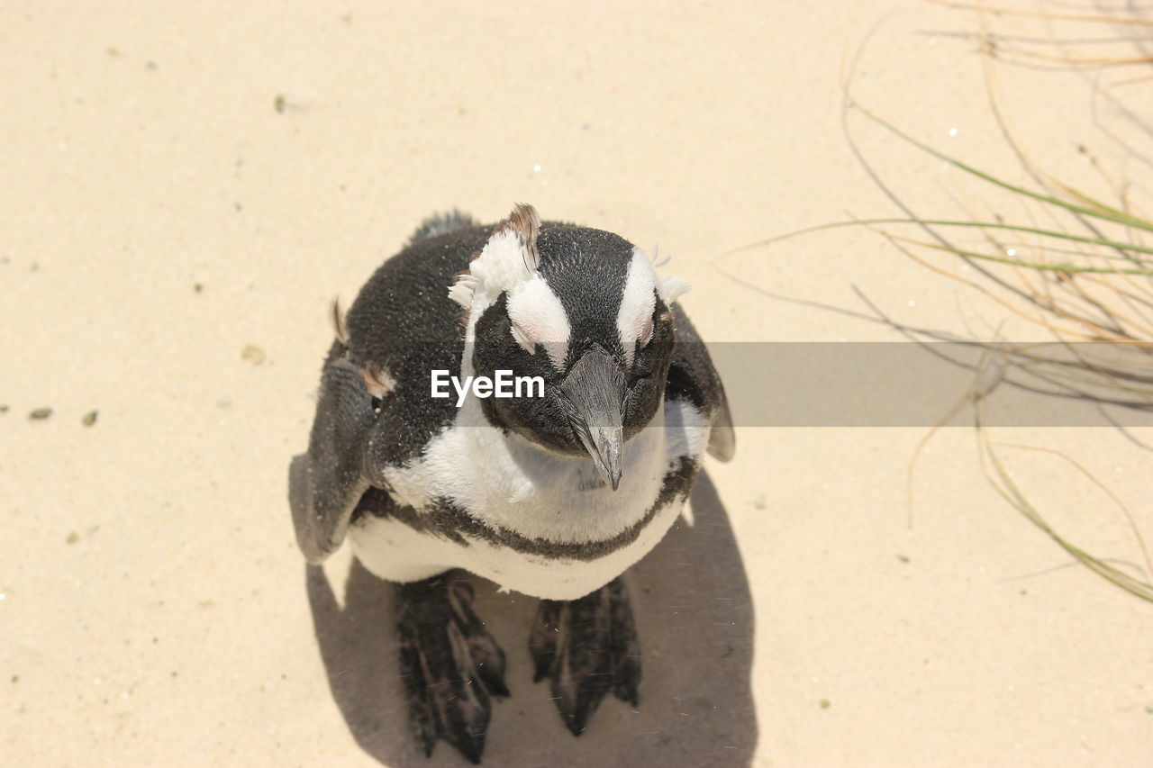 HIGH ANGLE VIEW OF BIRD ON SAND AT BEACH