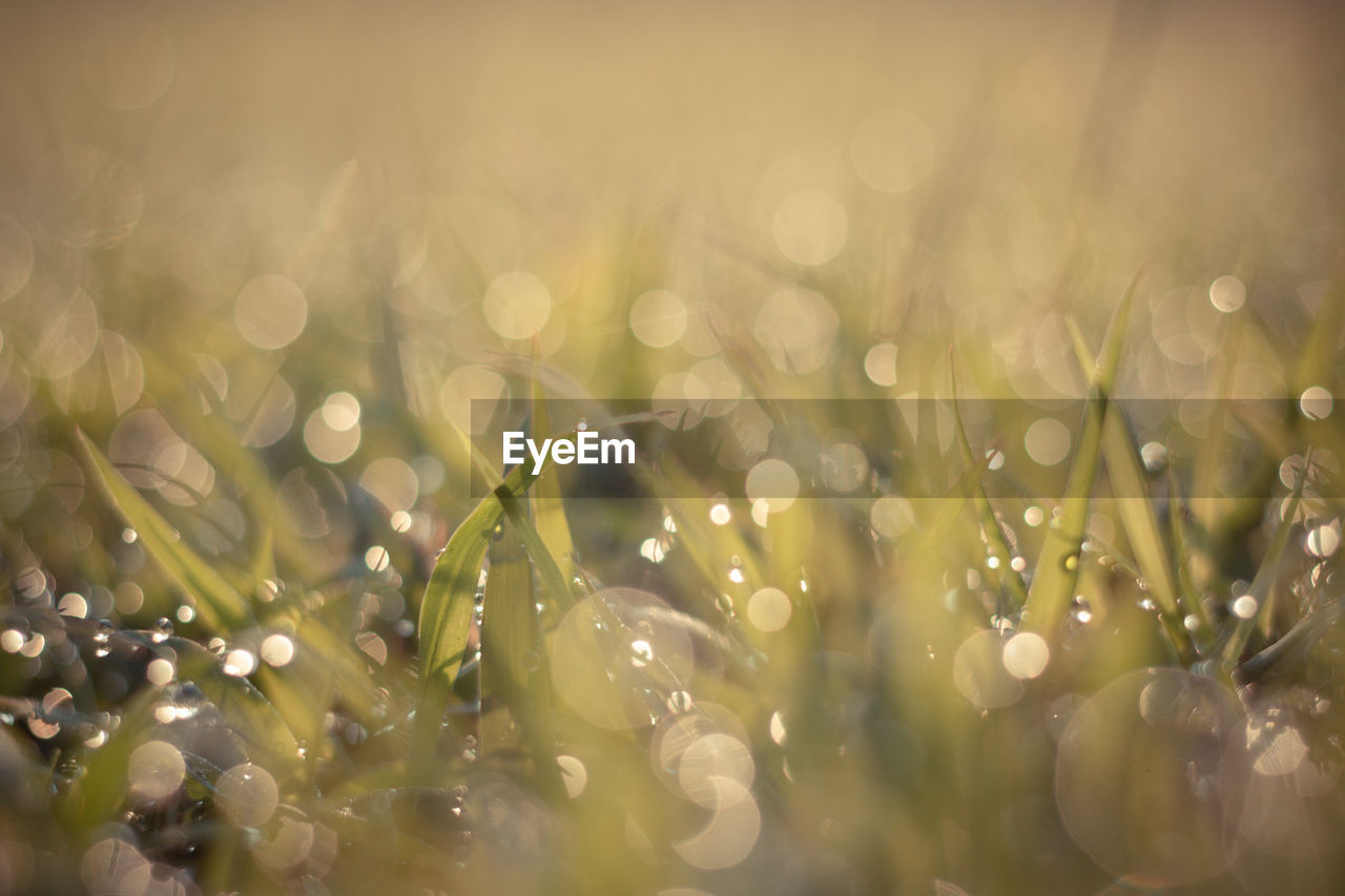 Close-up of raindrops on flowers