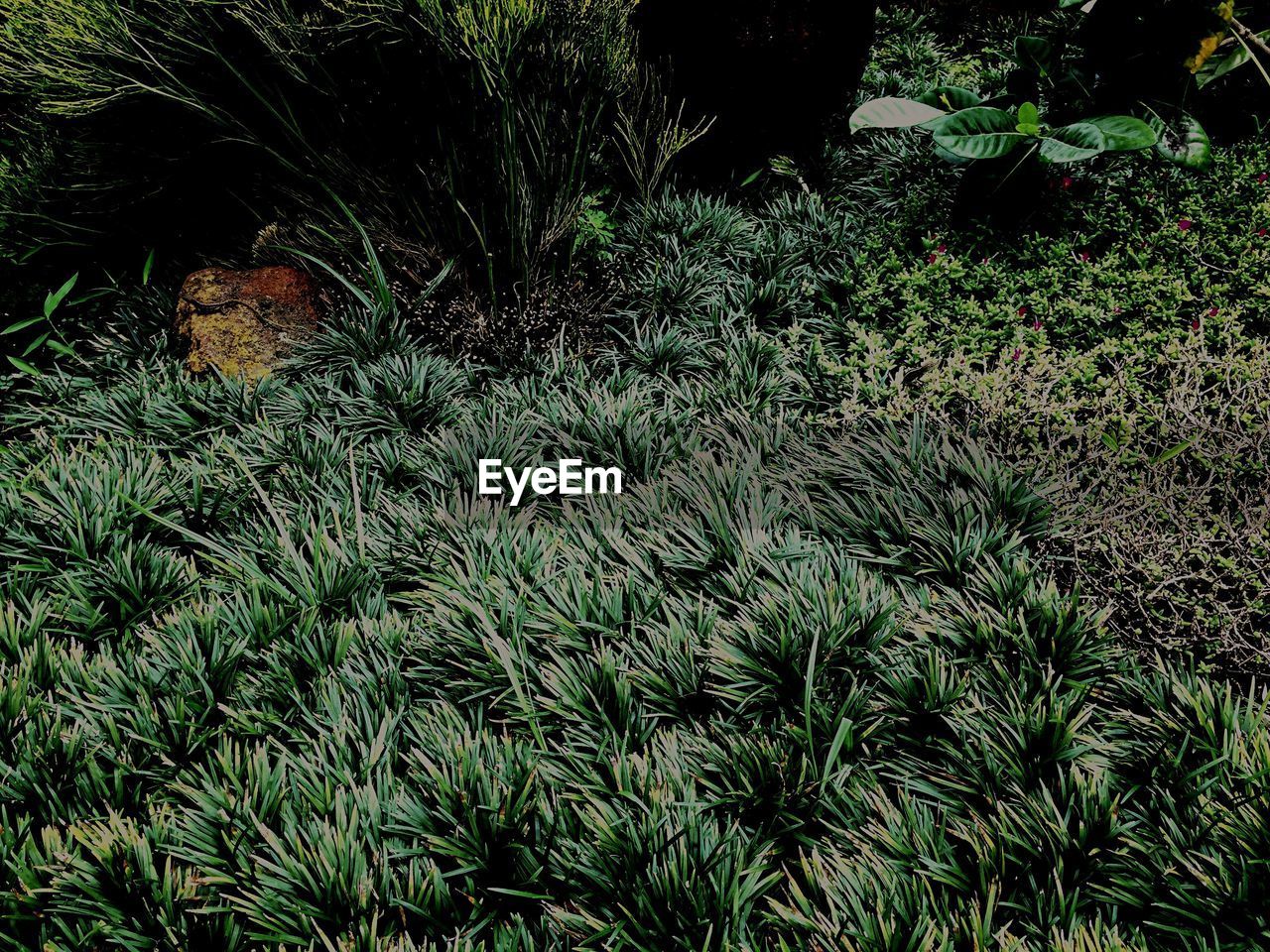 HIGH ANGLE VIEW OF PLANTS GROWING ON FIELD