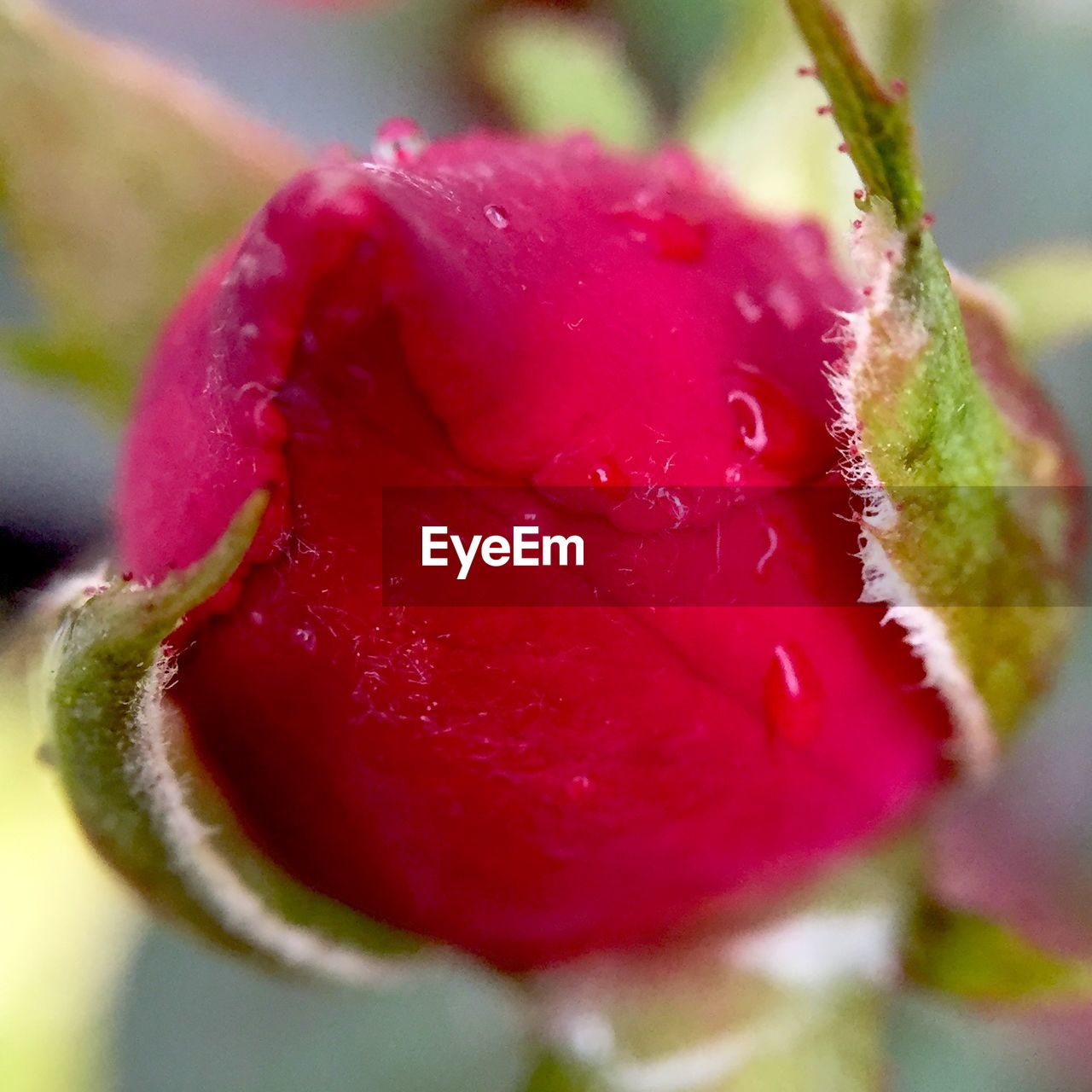 Close-up of red rose bud