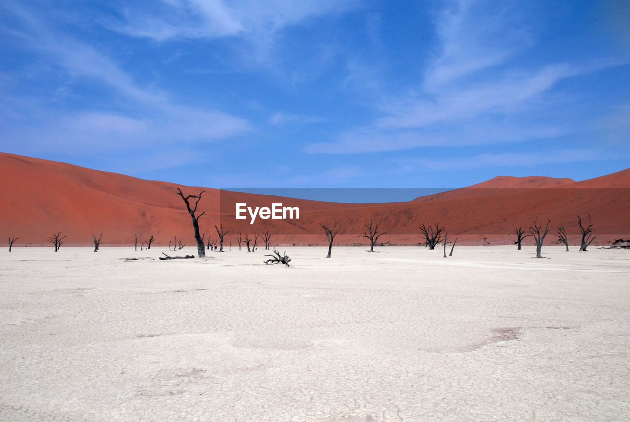 Bare trees on desert