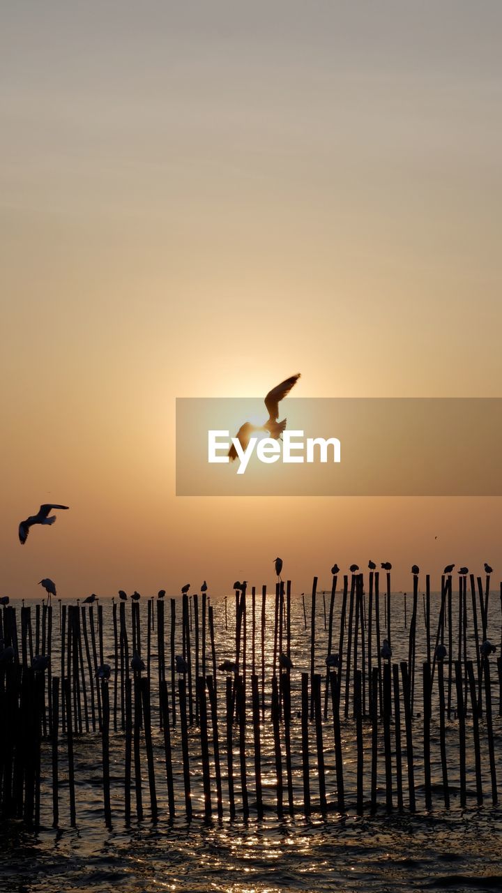 SEAGULLS FLYING OVER SEA AGAINST SKY