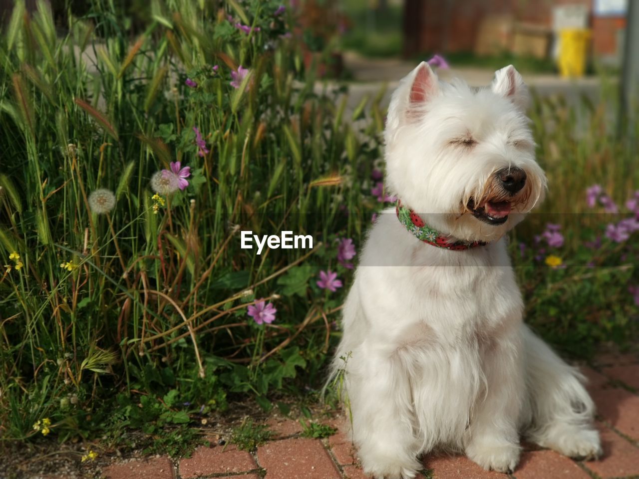 White dog in a field