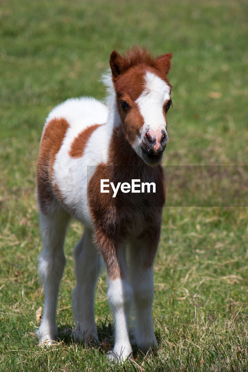 Cute young horse on field