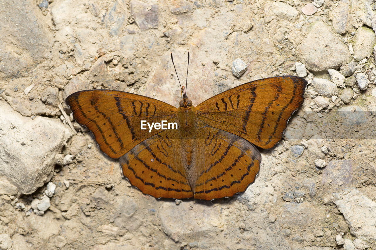 HIGH ANGLE VIEW OF BUTTERFLY ON A LEAF