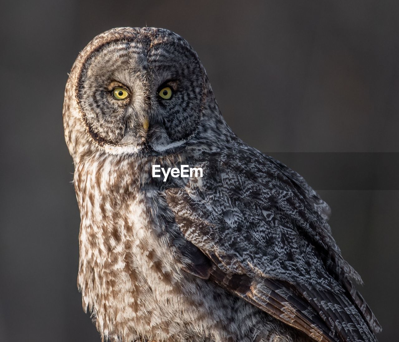 Close-up portrait of owl