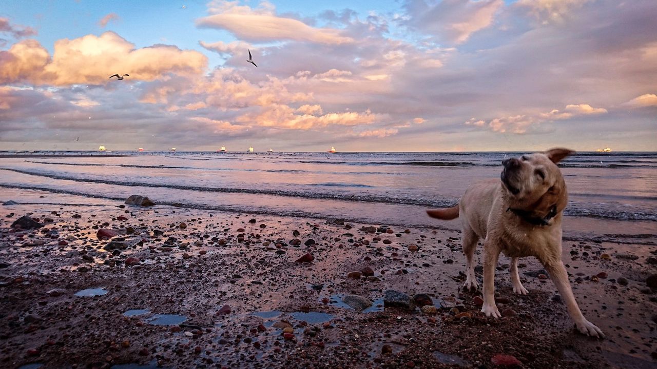 Dog standing on beach against sky during sunset