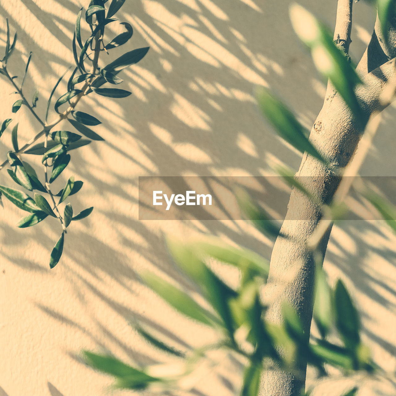 low angle view of silhouette plants against blurred background