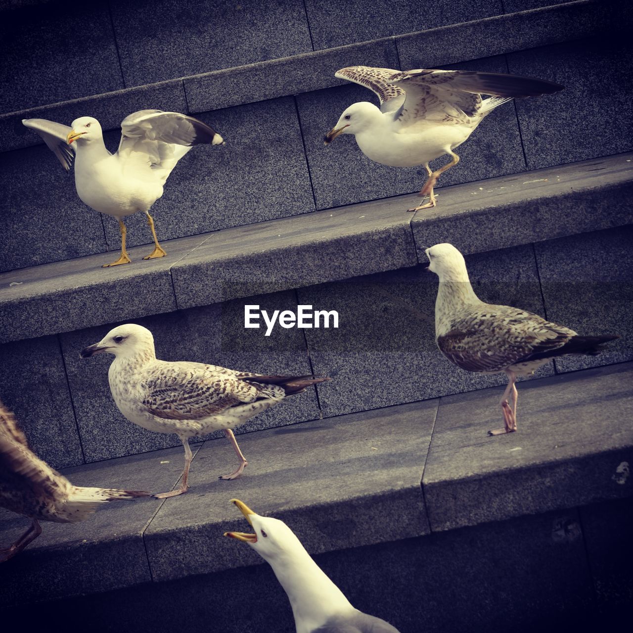 HIGH ANGLE VIEW OF SEAGULL PERCHING