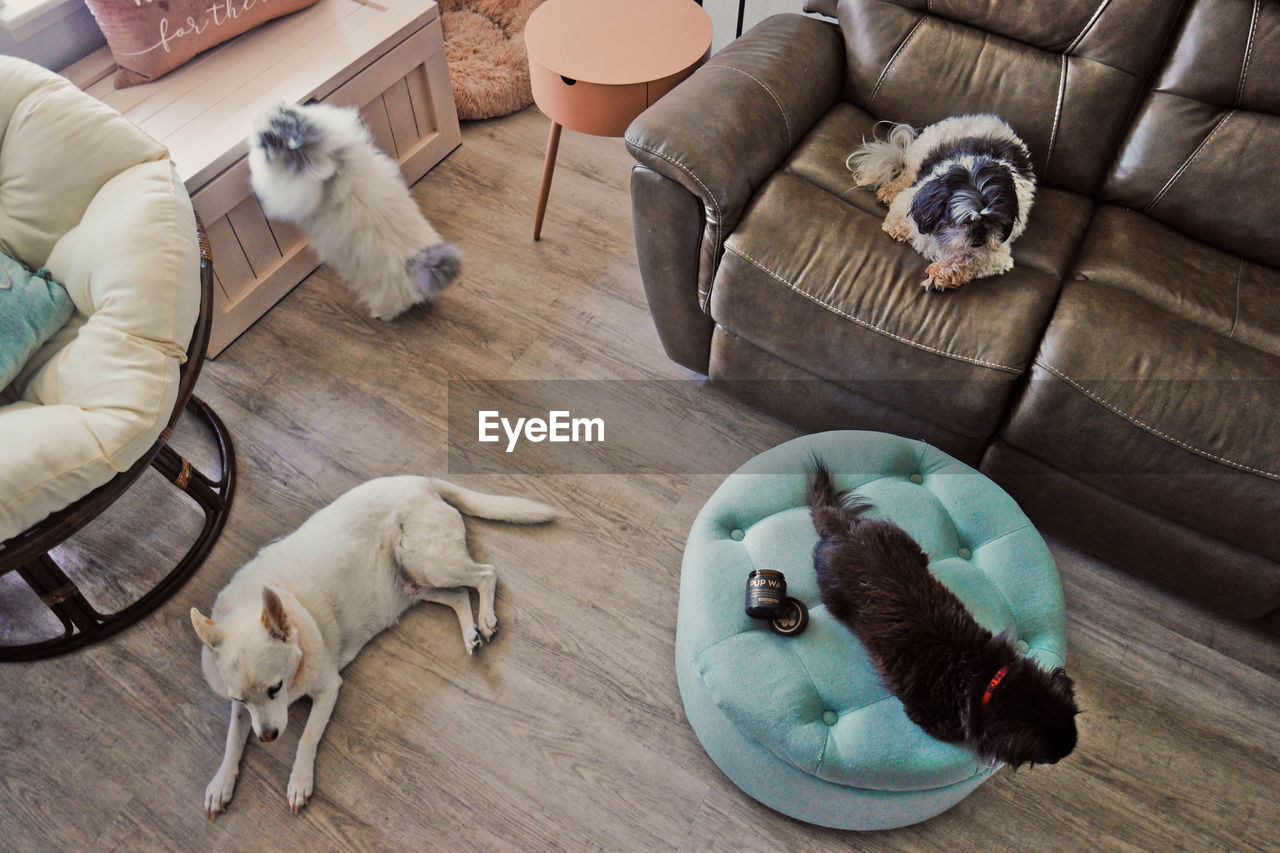 HIGH ANGLE VIEW OF DOGS RELAXING ON FLOOR AT HOME