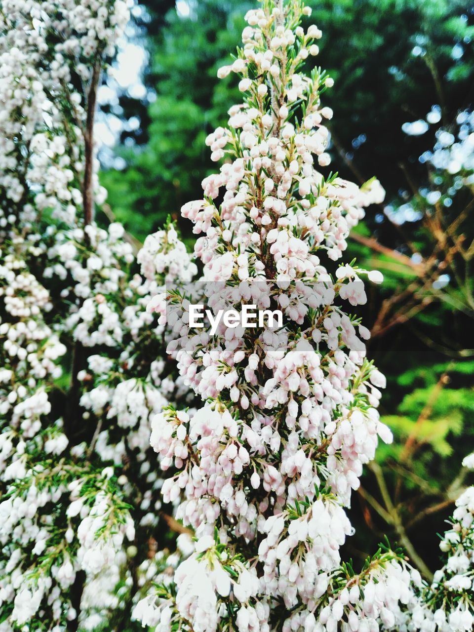 Close-up of white flowers blooming outdoors