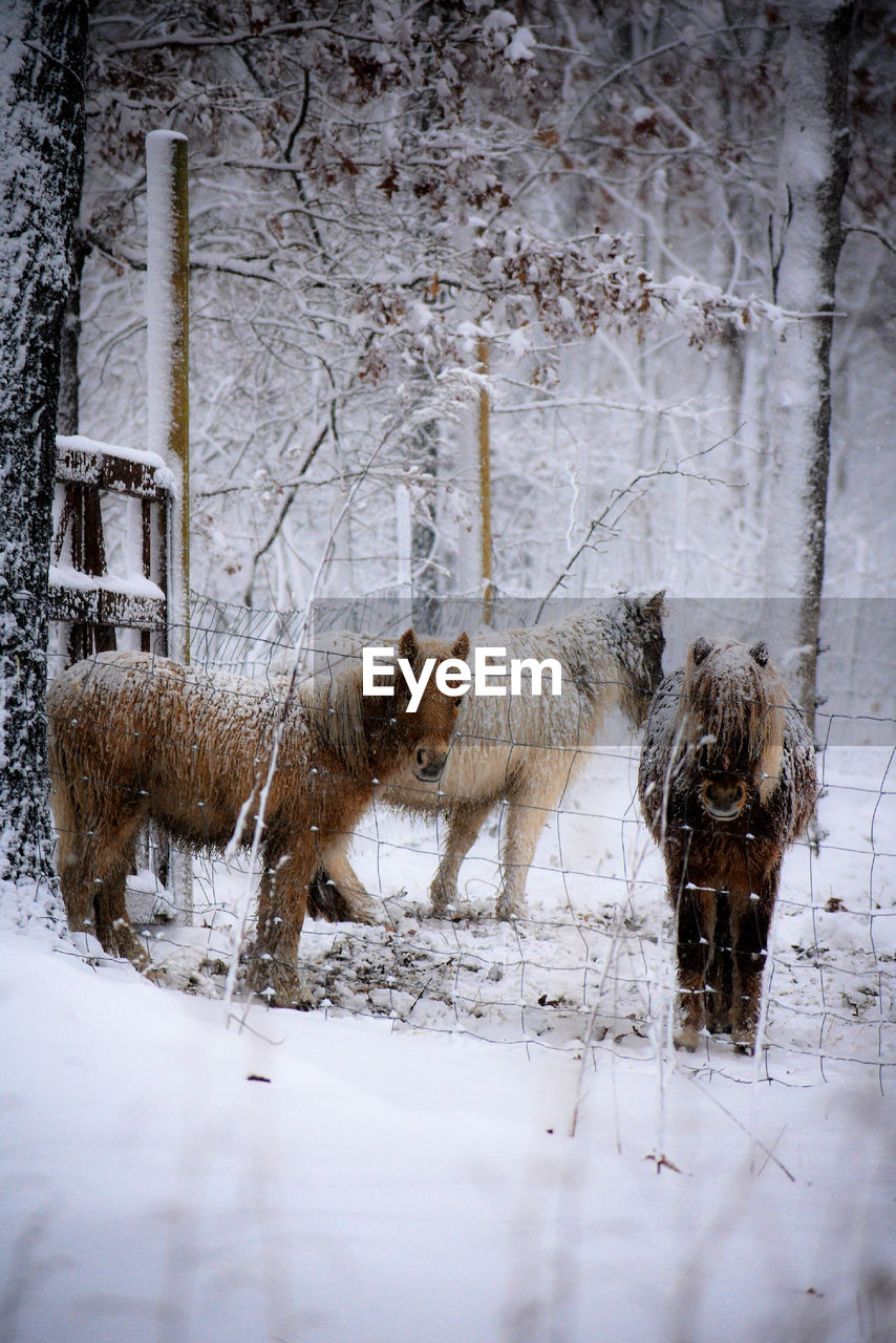 View of horse on snow covered land