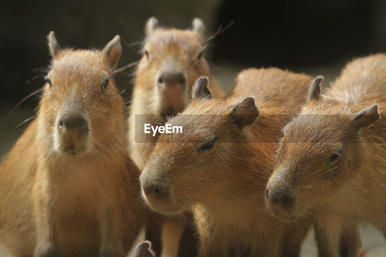 animal themes, animal, mammal, group of animals, animal wildlife, wildlife, no people, young animal, capybara, rodent, whiskers, nature, togetherness, cute, close-up, outdoors, animal family