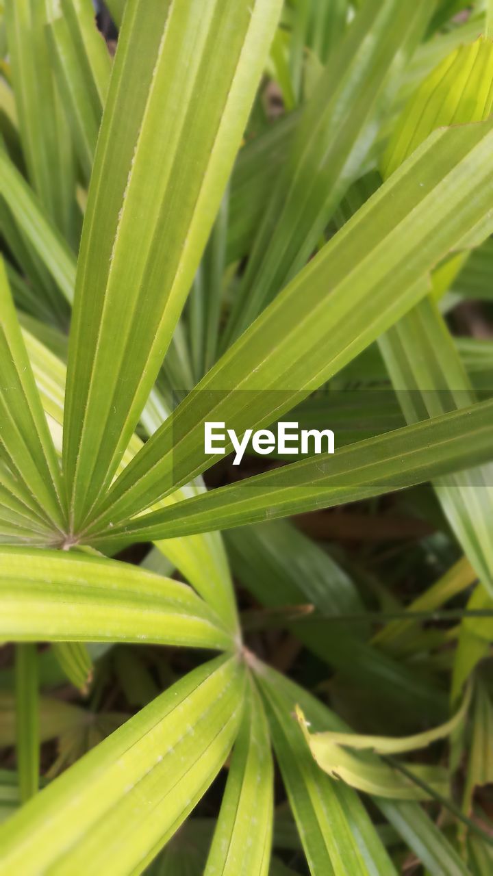 CLOSE UP OF LEAVES