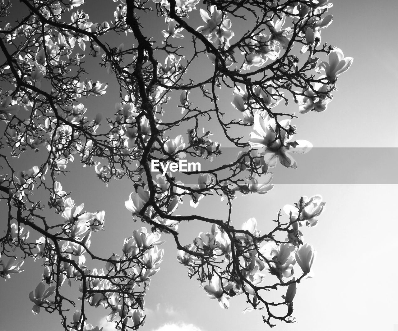 Low angle view of magnolia tree against sky