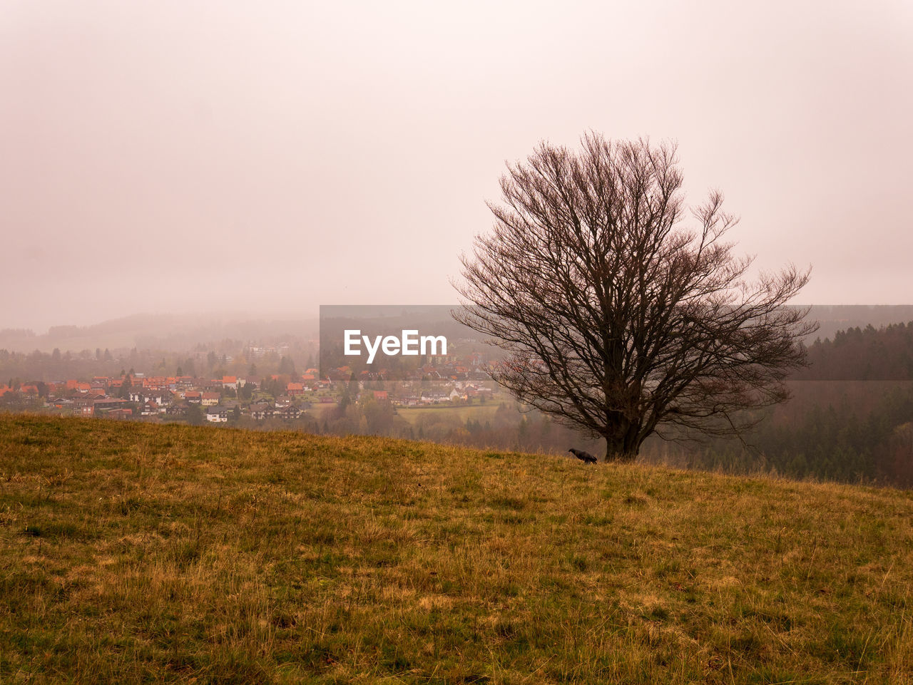 Bare tree on field against sky