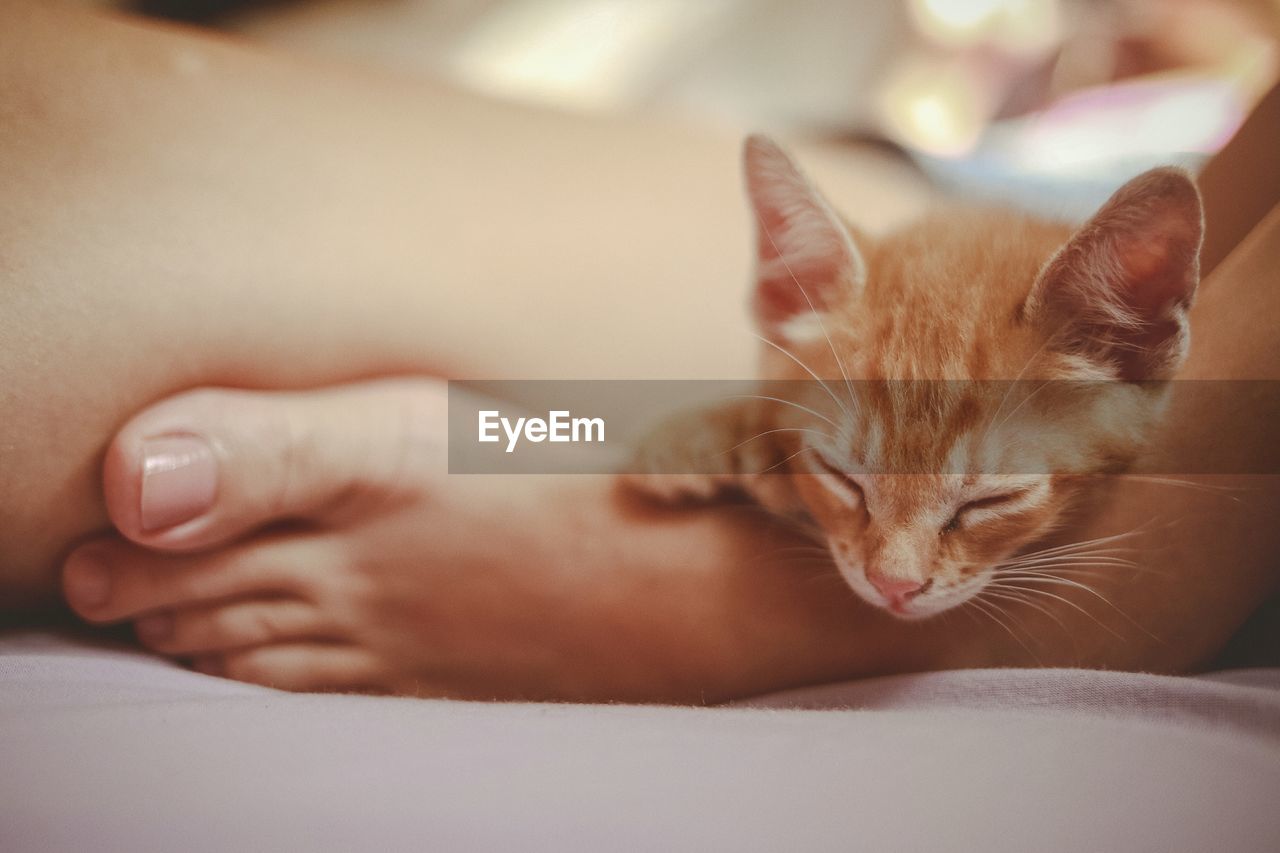 Close-up of kitten sleeping on a human foot