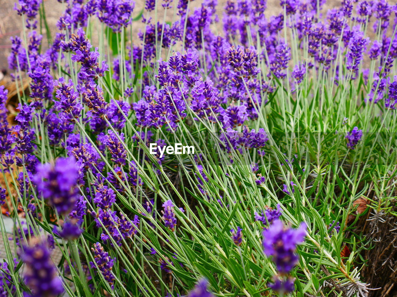 Close-up of purple lavender flowers on field