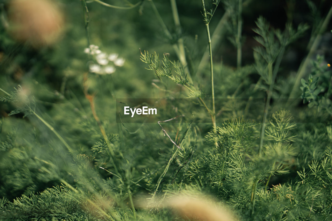 plant, grass, nature, green, growth, flower, beauty in nature, leaf, macro photography, no people, selective focus, close-up, land, meadow, outdoors, lawn, day, freshness, environment, field, tranquility, tree, backgrounds, focus on foreground, wet, fragility