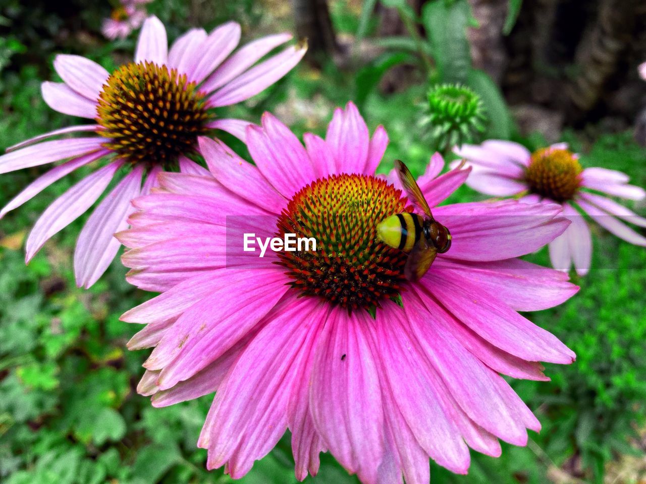 CLOSE-UP OF PINK COSMOS ON PURPLE CONEFLOWER