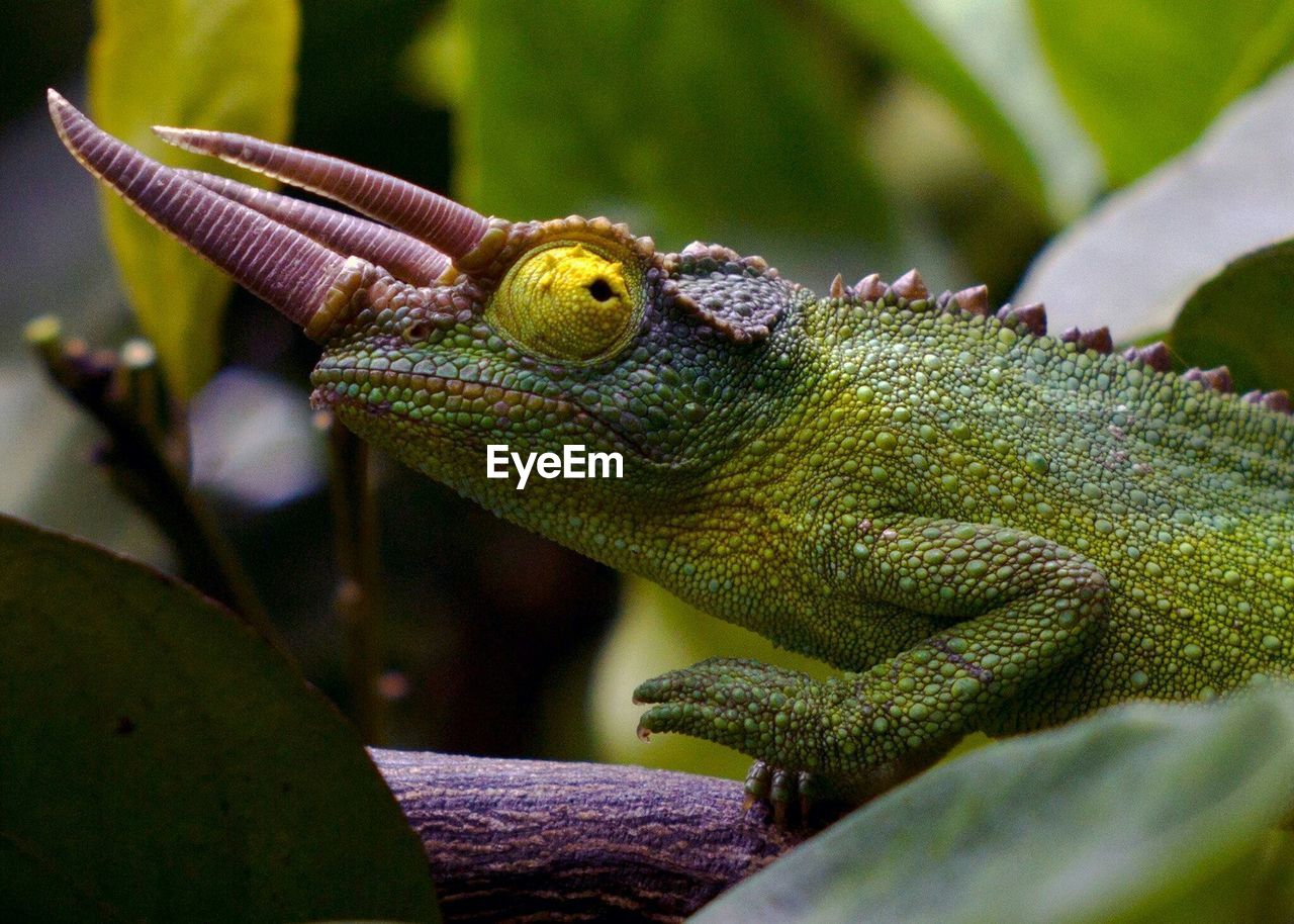 Close-up of jacksons chameleon on tree in forest