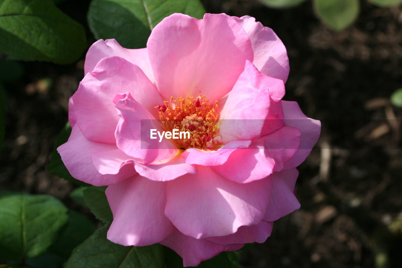 CLOSE-UP OF PINK FLOWER