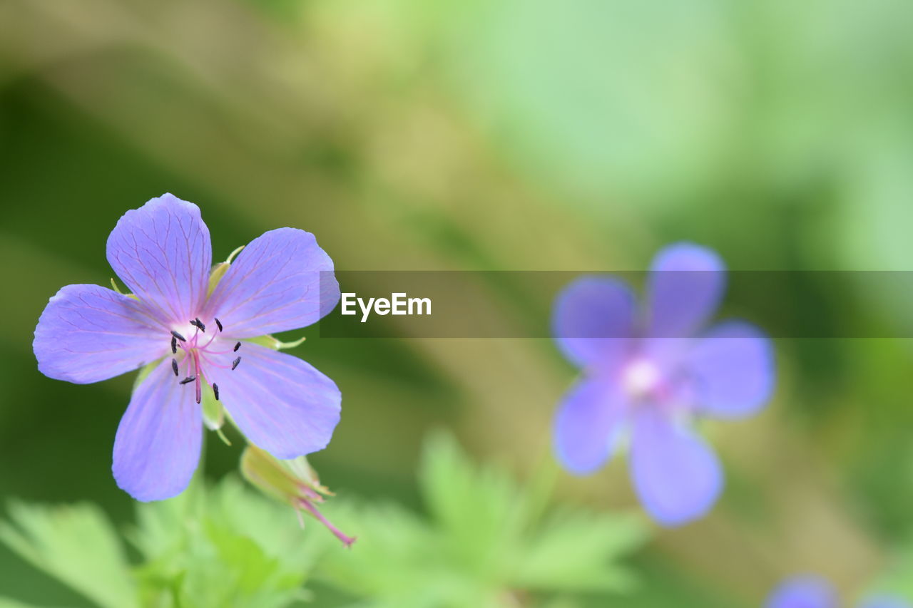 CLOSE-UP OF PURPLE FLOWER