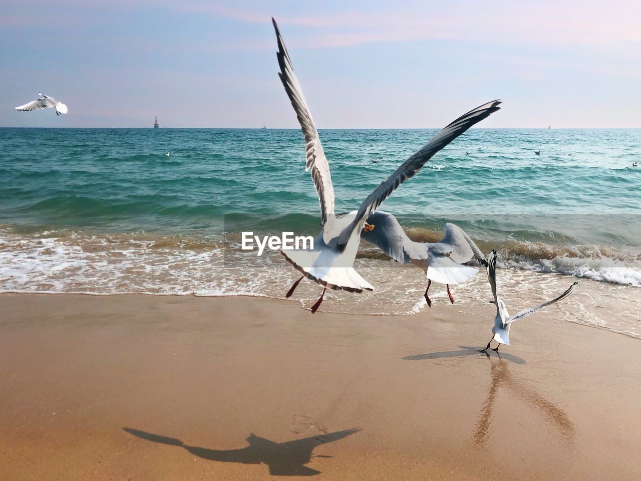 SEAGULLS ON A BEACH