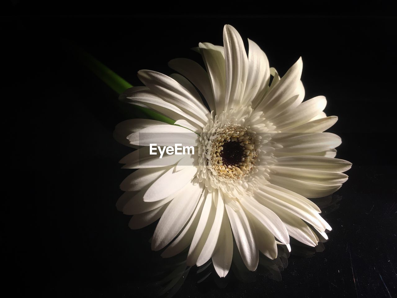 Close-up of white flower