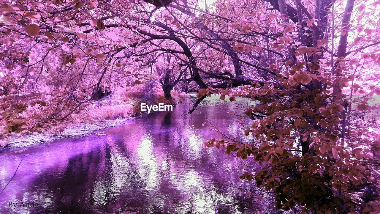 PINK FLOWERS ON TREE