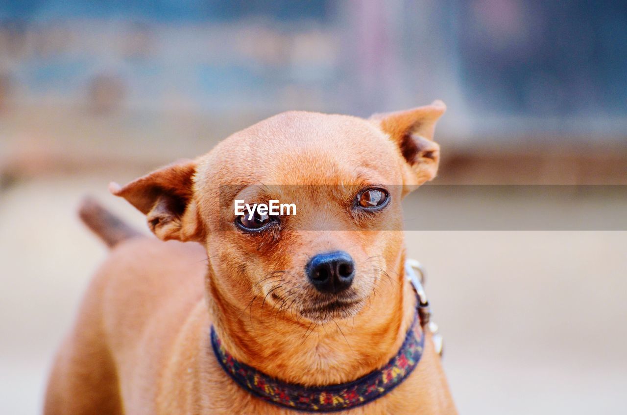 Close-up portrait of dog