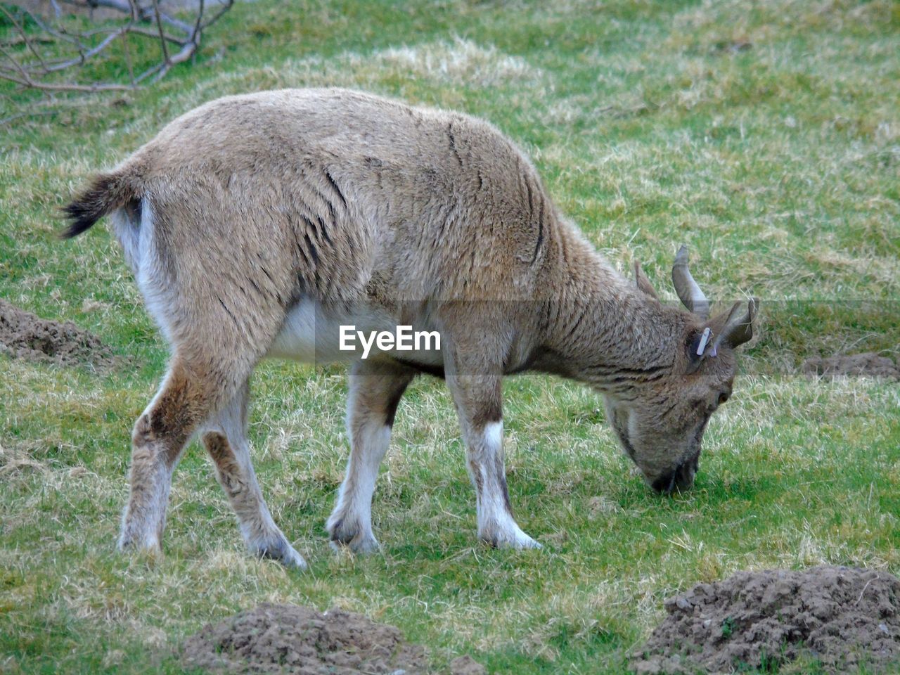 FULL LENGTH OF A SHEEP