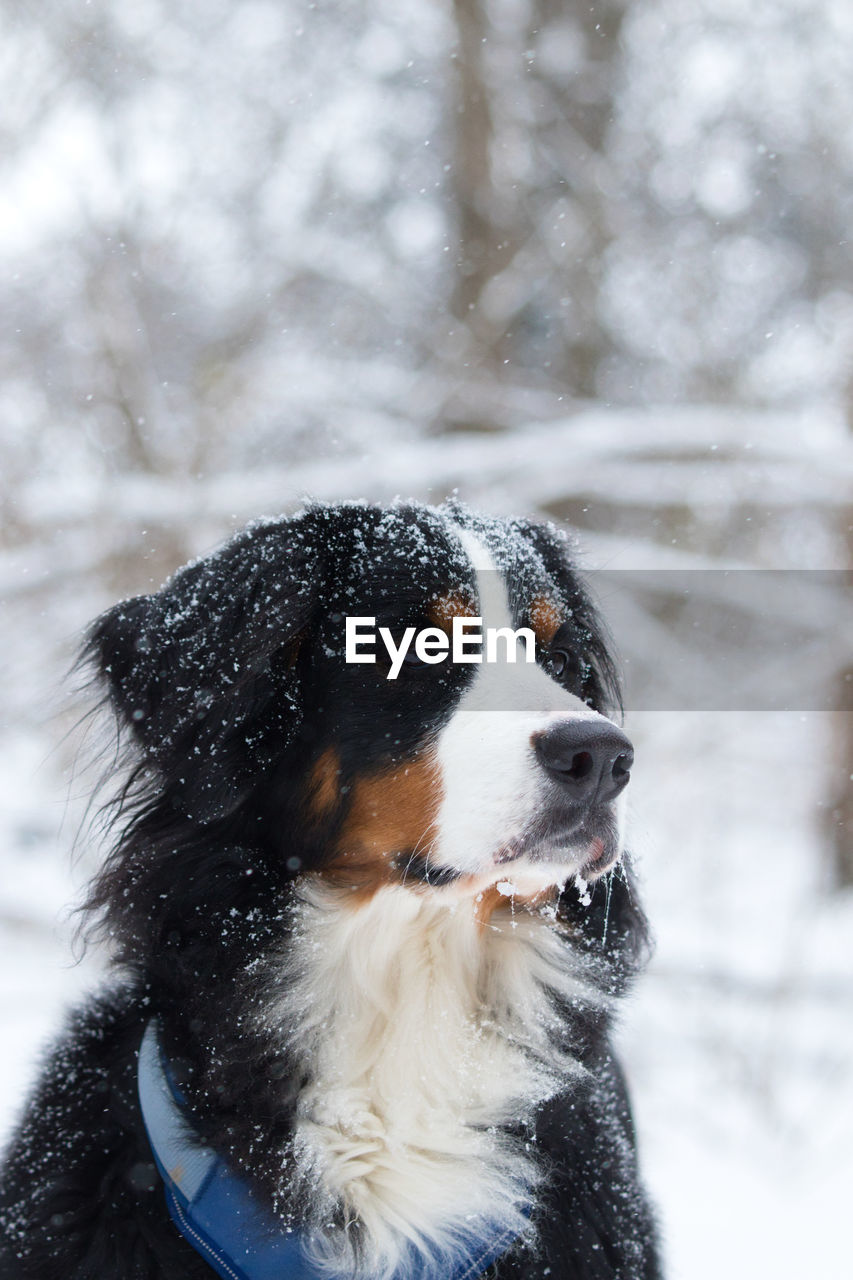 CLOSE-UP OF DOG WITH SNOW