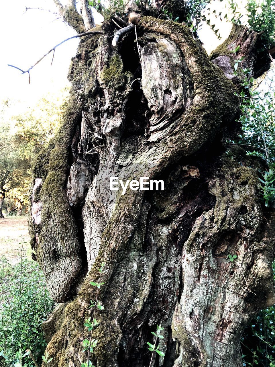 CLOSE-UP OF TREE TRUNK WITH MOSS