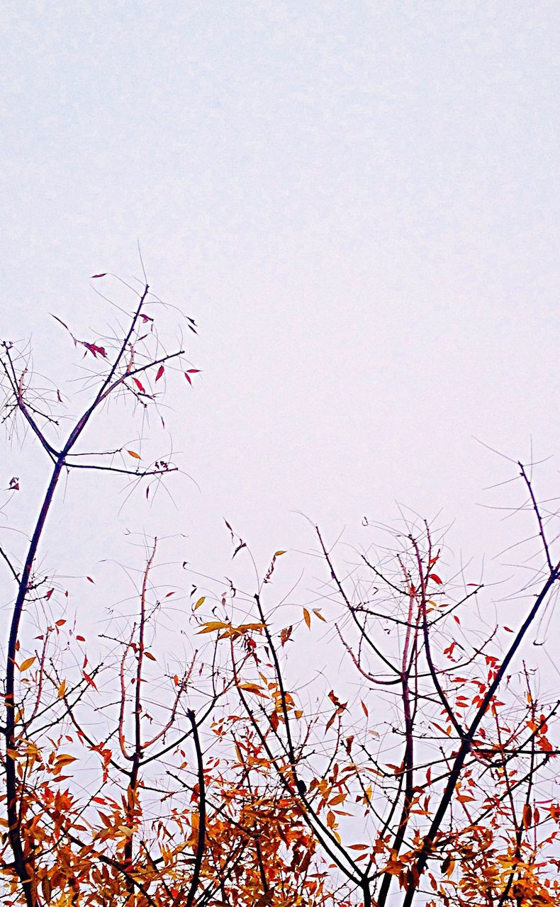 CLOSE-UP OF BRANCH AGAINST SKY