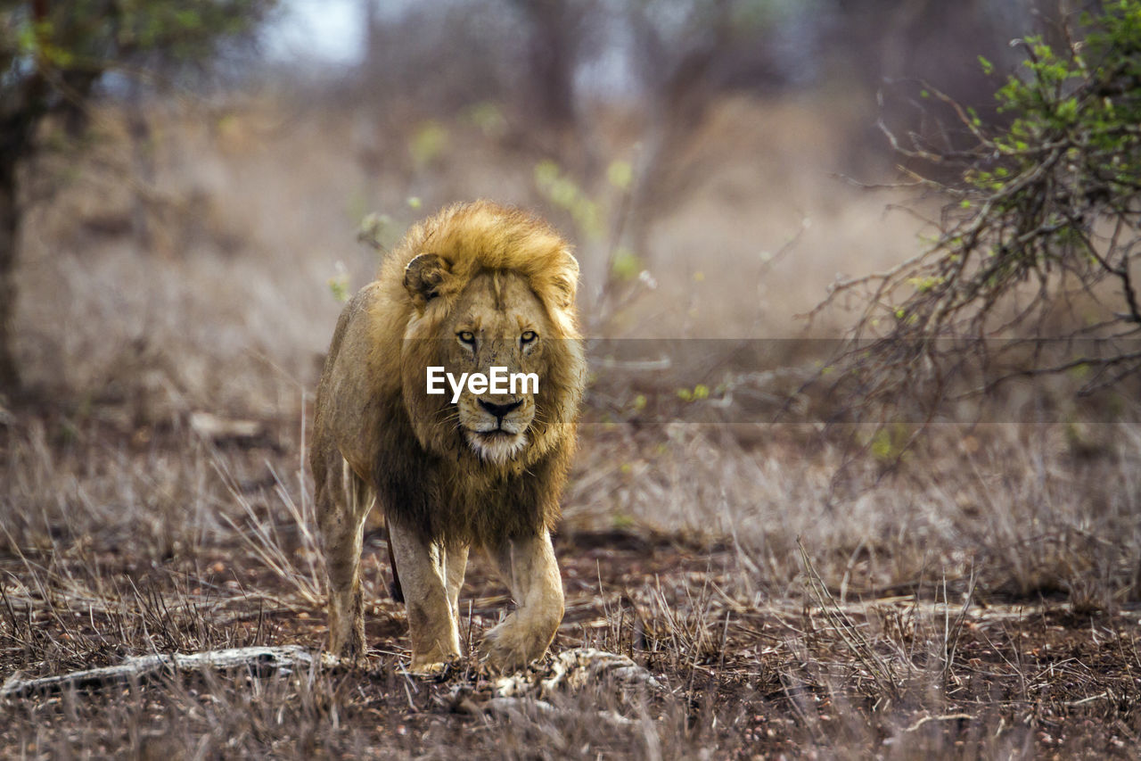 Lion walking on land