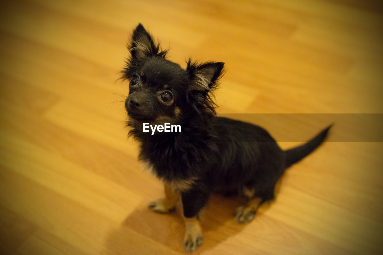 HIGH ANGLE PORTRAIT OF A DOG ON HARDWOOD FLOOR