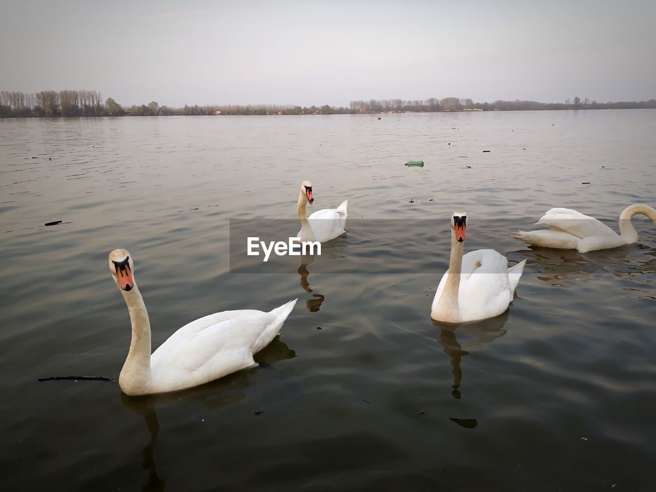 SWANS IN LAKE