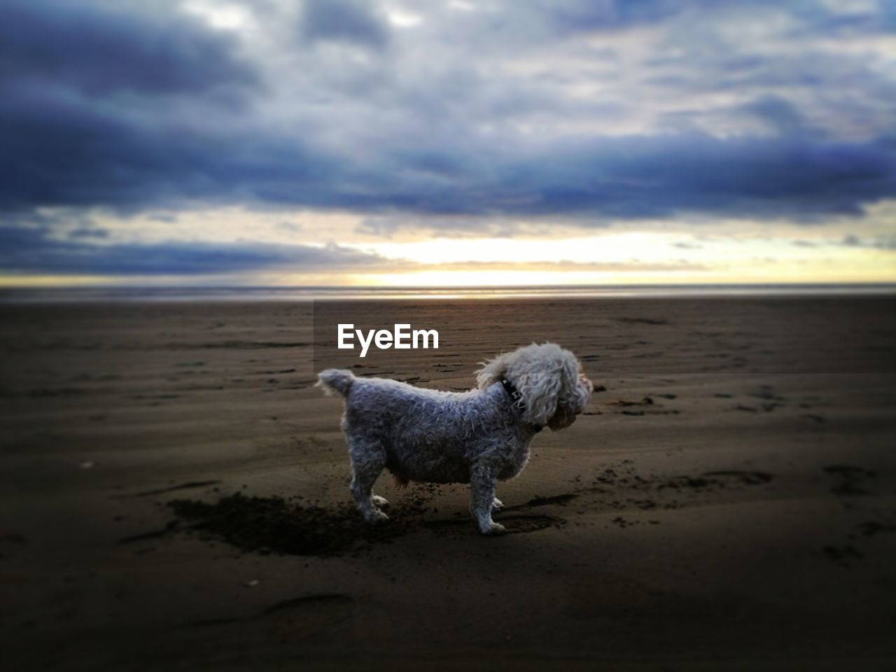 DOG STANDING ON SHORE AGAINST SKY