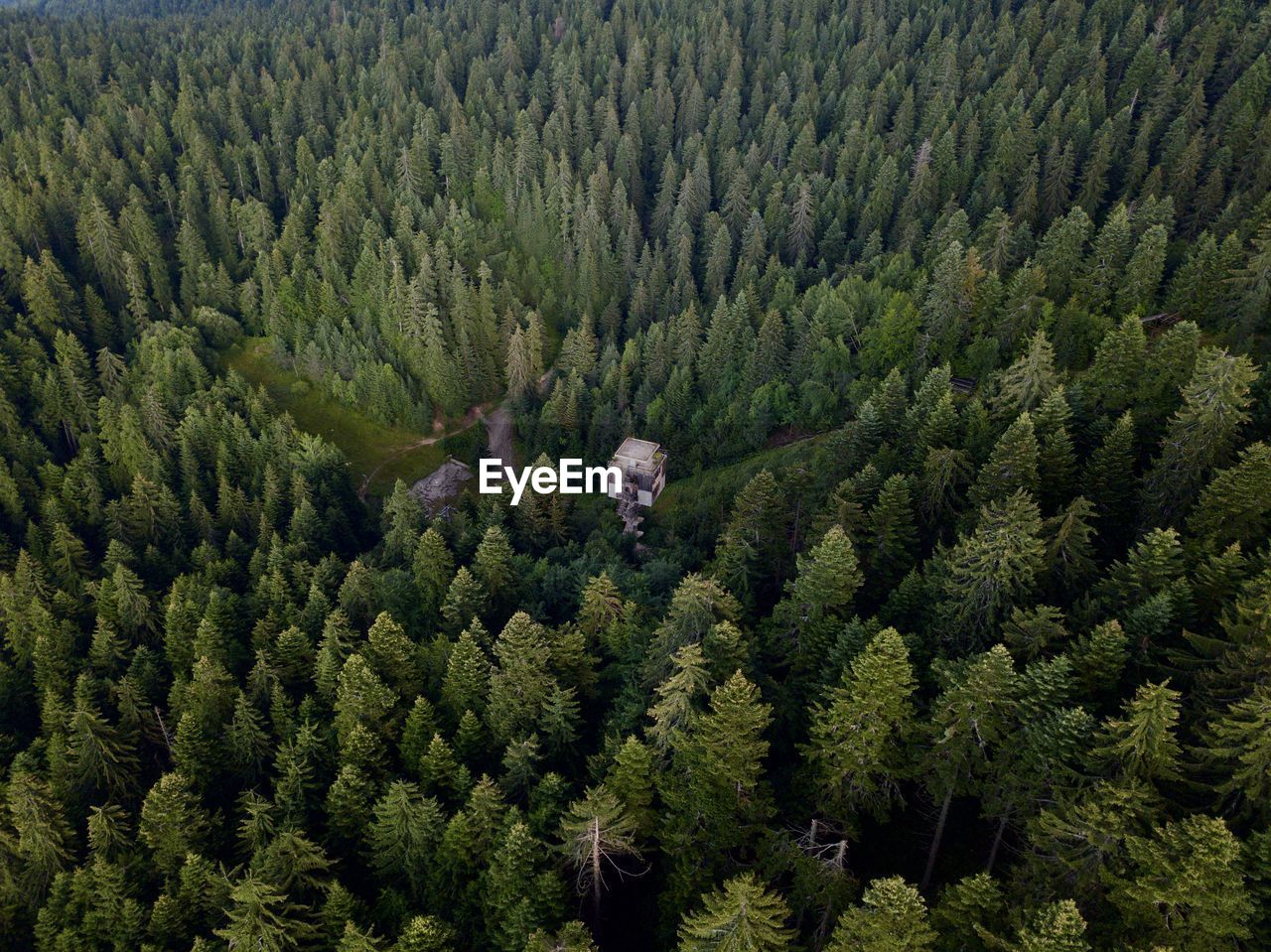 Trees in forest from above with drone